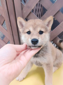 柴犬　ベビー販売　秋田アマノ店