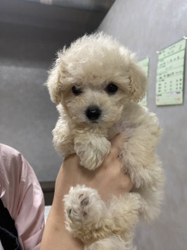 ハーフ犬　ベビー販売　八戸店