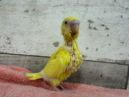 セキセイインコ雛　ルチノー　栃木店　販売