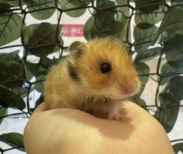 ゴールデンハムスター　秋田イオン中央店　販売