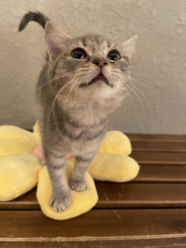 スコティッシュフォールド　ベビー販売　仙台EBeanS店