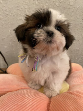 MIX犬　ベビー販売　仙台EBeanS店