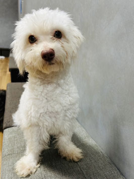 ハーフ犬　販売　八戸店