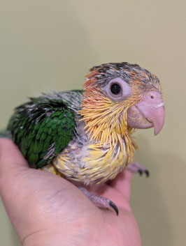シロハラインコ　雛　盛岡店　販売
