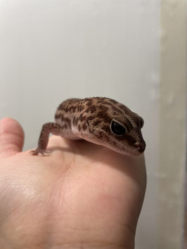 ニシアフリカトカゲモドキ　パターンレス　メス　仙台泉店　販売