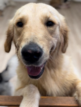 ゴールデンレトリバー　メス　販売　秋田アマノ店