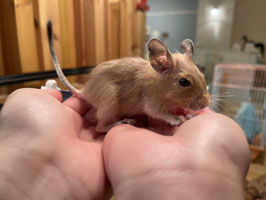 サンドデグー　ベビー　仙台EBeanS店　販売