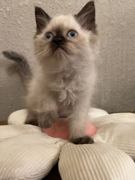 ラグドール　ベビー販売　仙台EBeanS店