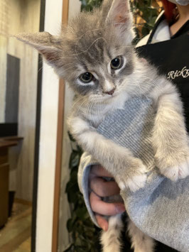 スコティッシュフォールド　ベビー販売　福島店