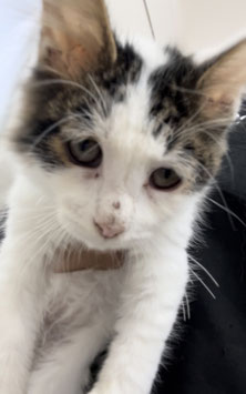 メインクーン♂　ベビー販売　秋田アマノ店