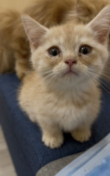 マンチカン　ベビー販売　秋田アマノ店