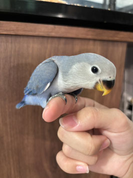 コザクラインコ　コバルトブルー　仙台泉店　販売