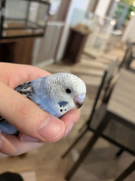 セキセイインコ　オパーリンブルー雛　仙台泉店　販売
