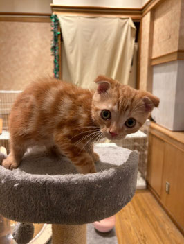 スコティッシュフォールド　ベビー販売　秋田中央店