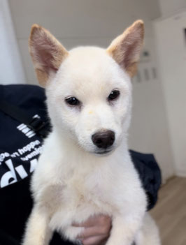 柴犬♂　ベビー販売　秋田アマノ店