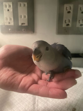 コザクラインコ　コバルト　仙台泉店販売