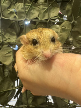 マカロニマウス　秋田イオン中央店　販売