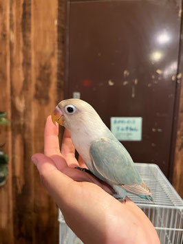 ホワイトボタンインコ　雛　仙台店　販売