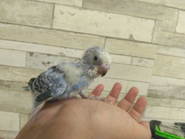 セキセイインコ①　雛　栃木店　販売