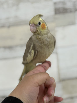 オカメインコ　シナモン　栃木店販売