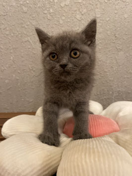 ブリティッシュショートヘアー　ベビー販売　盛岡店