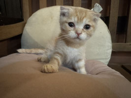 スコティッシュフォールド　ベビー販売　秋田中央店