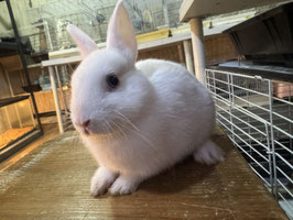 ネザーランドドワーフ　盛岡店　販売