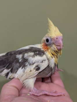 オカメインコ　パイド　雛　盛岡店　販売