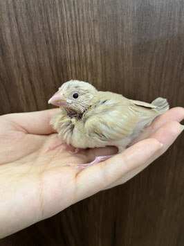 シナモン文鳥(雛)　仙台泉店　販売