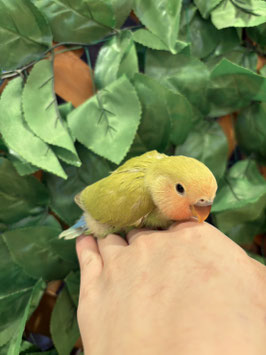 コザクラインコ　シナモン　秋田イオン中央店販売