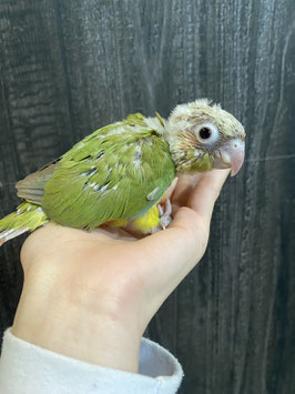 ウロコインコ　パイナップル　雛　新潟店　販売