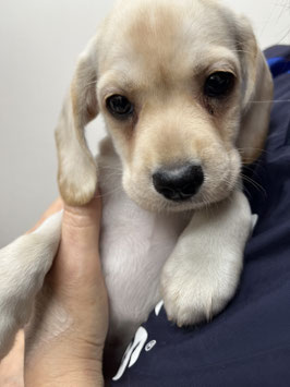 ビーグルコッカー　ベビー販売　秋田アマノ店