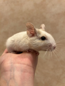 デグー　クリームパイド♀　べビー　秋田中央店　販売