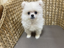 ポメラニアン　ベビー販売　栃木店