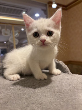 ミヌエット♂　秋田イオン中央店販売