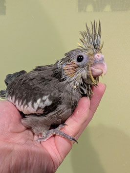オカメインコ　ノーマルパイド　雛　盛岡店　販売