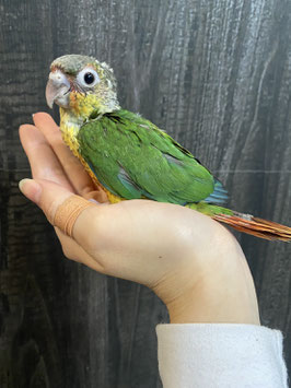 ワキコガネウロコインコ　雛　新潟店　販売