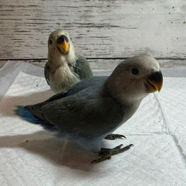 コザクラインコ　コバルト　雛　仙台店　販売