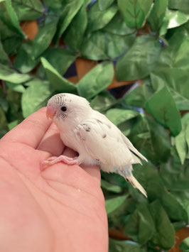 セキセイインコ②　秋田イオン中央店販売