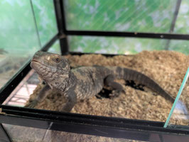 サバンナモニター　仙台泉店　販売