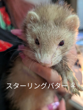 マーシャルフェレット　スターリングバター　ベビー　メス　盛岡店　販売