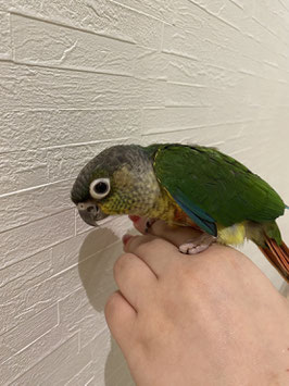 ワキコガネウロコインコ　雛　仙台泉店　販売