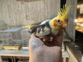 オカメインコ　パイド　雛　盛岡店　販売