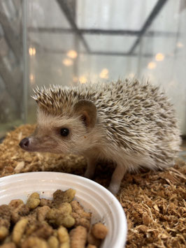 ハリネズミ　シナモン 　メス　秋田アマノ店販売