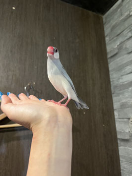 シルバー文鳥　仙台店　販売
