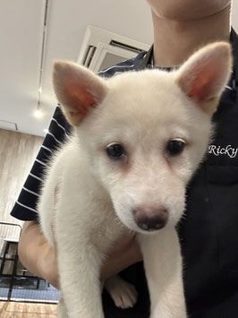 柴犬♀　秋田店販売