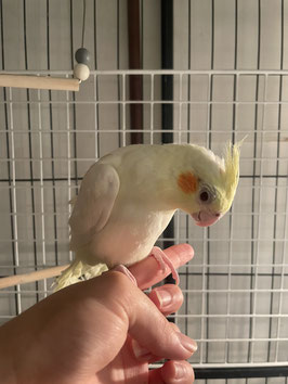 オカメインコルチノー　仙台泉店　販売