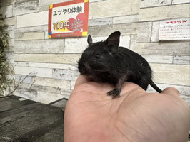 デグーブラック♀　栃木店販売