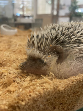 ハリネズミ　パイド　オス　仙台泉店　販売