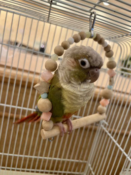 ウロコインコ　パイナップル　秋田中央店　販売